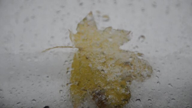 A view from the window of a heavy snowstorm. Drops of melted snow, a yellow maple leaf, are blurred on the glass. There was a lot of snow on the tree branches and leaves. Snow is drifting onto the gla