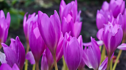 A close-up of delicate pink colchicum flowers.
A beautifully blooming purple colchicum against a natural background. Blooming purple colchicum.
Colchicum, autumn crocus, or taked dadi, blooms in Septe
