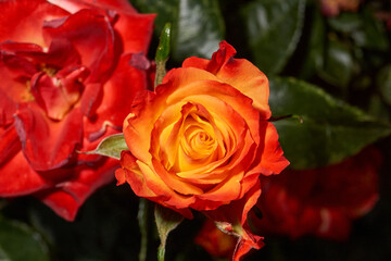 Rosebud with a smooth transition from yellow to red hues. Contrasting colors create an atmosphere of coziness and romance. Close-up of a rosebud with red and yellow petals.