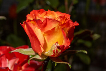 Rosebud with a smooth transition from yellow to red hues. Contrasting colors create an atmosphere of coziness and romance. Close-up of a rosebud with red and yellow petals.