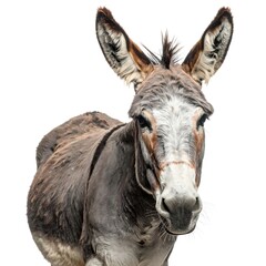 Donkey portrait close-up