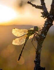 Dragonfly at sunset