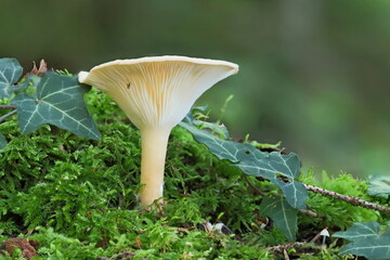 Champignon