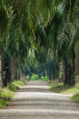 Palm plantation path in Costa Rica