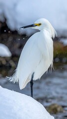 White shorebird with black bill and yellow eyes stands on snow