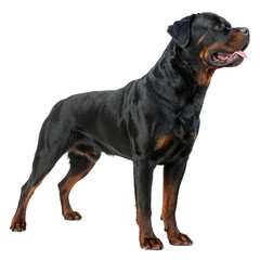 Fototapeta premium Majestic Rhodesian Ridgeback stands alert, showcasing its powerful build and noble profile, perfect for canine enthusiasts and breed showcases. 