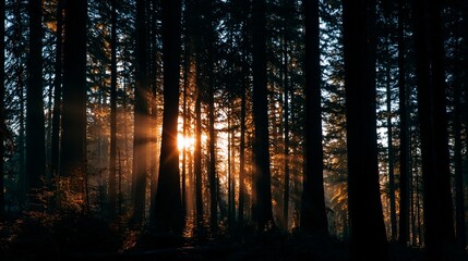 Obraz premium Sunlight filters through tall trees in a forest, creating a warm glow with a serene background. For nature