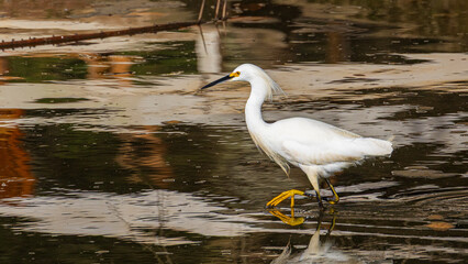great white heron