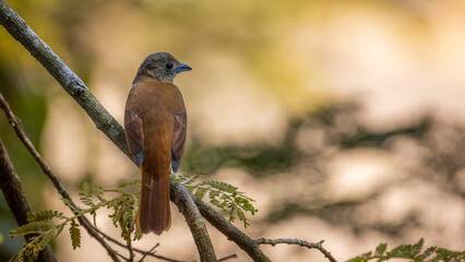 orange-breasted thrush