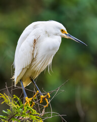 great white heron