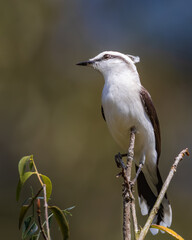 white and brown bird