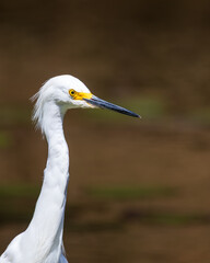 great white heron