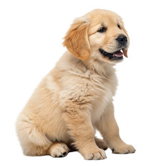 Obraz premium Adorable golden retriever puppy sits attentively, radiating pure joy and irresistible cuteness for heartwarming projects and marketing campaigns. 