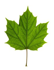 Vibrant green maple leaf