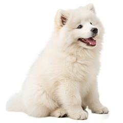 Obraz premium Majestic fluffy white Samoyed dog standing proudly, radiating pure joy and canine elegance for pet lovers and commercial use 