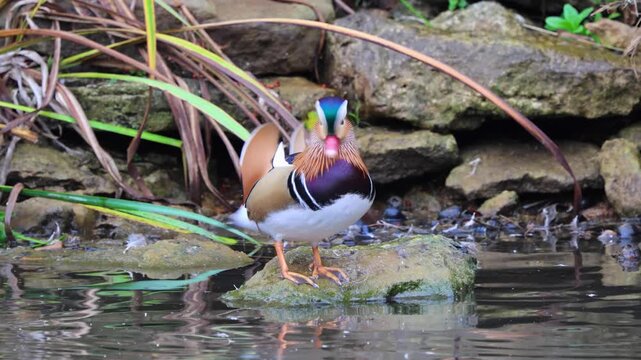 duck in the water, Mandarin duck shakes his colourful plumage and jumps into the water to swim towards the camera, Mandarin duck swimming in a river.