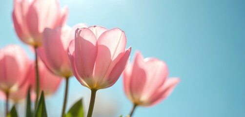 Obraz premium Soft pink tulip flowers bloom against a clear sky backdrop. Delicate petals glow in sunlight. Perfect for spring themes greeting cards and gentle mood inspiration.