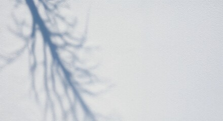 Obraz premium A delicate shadow of a bare tree branch gracefully extends across a textured white wall surface under bright daylight, offering ample copy space.