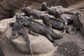Iguanas sunning on a rock in the Galapagos