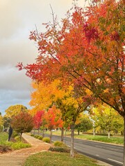 Naklejka premium autumn trees in the park