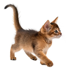 Obraz premium Captivating Siamese cat with striking blue eyes and elegant fur sits attentively, perfect for pet lovers and branding. 