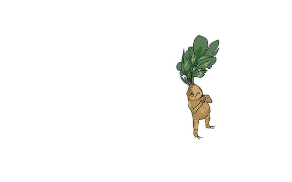 Mandragora