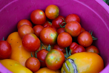 Fresh ripe tomatoes in a pink plastic bucket. Ripe red and yellow tomatoes in a bucket close up. Plenty of ripe red tomatoes, tomato harvest. Bucket full of tomatoes. Veggies harvest