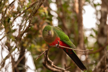 Female Australian king parrot perched in a tree. Queensland, Australia.