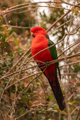 Male Australian king parrot perched in a tree. Queensland, Australia.