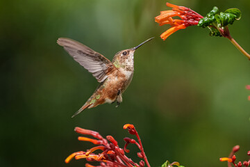 Rufous Hummingbird 