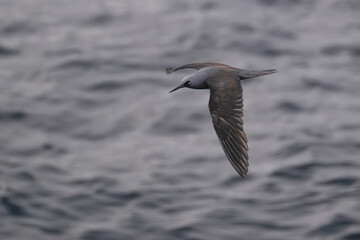 Brown Noddy (noio koha, Anous minutus) in Flight