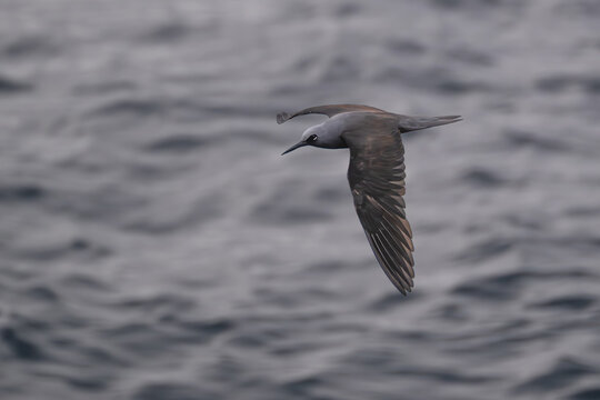Brown Noddy (noio koha, Anous minutus) in Flight