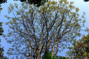 Worm's-eye view of a tree canopy, with thin, intertwined branches and sparse foliage, highlighting the contrast with the clear blue sky background.