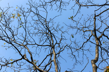 Worm's-eye view of a deciduous tree with bare, intertwined branches, creating a dramatic silhouette against the clear blue sky. Ideal for winter and stark themes.