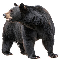 Fototapeta premium Majestic brown bear walking confidently with powerful gait, embodying wild nature's strength and freedom. 