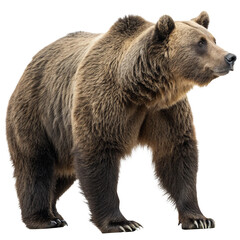Fototapeta premium Majestic brown bear sits alertly, showcasing powerful presence for nature and wildlife themes 