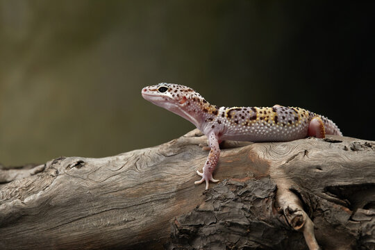 A leopard gecko is perched on a branch, carefully observing its surroundings.