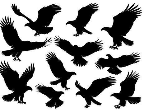 Eagles in flight silhouettes