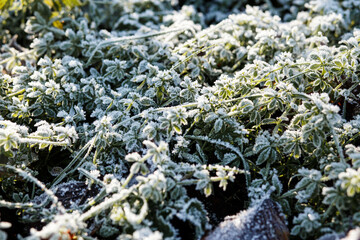Close-up of green grass and wild plants covered with frost on a cold autumn morning. Natural texture of frozen leaves and icy patterns, symbol of first frost, seasonal change and winter approaching.