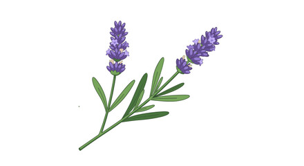Obraz premium Elegant lavender sprig with purple flowers and green leaves on white background