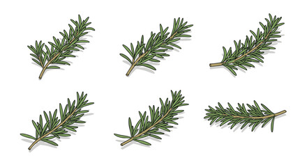 Realistic rosemary sprigs collection on white background
