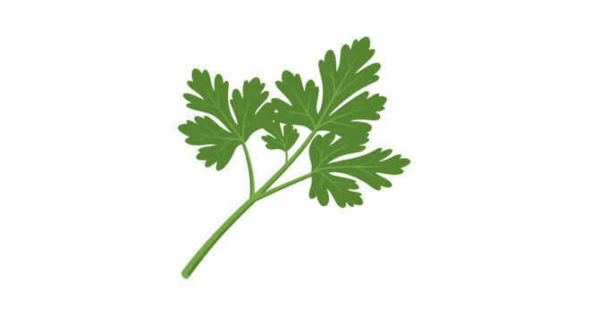 Fresh green parsley herb with flat design on white background