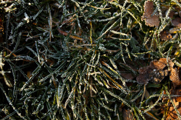 Close-up of green grass and wild plants covered with frost on a cold autumn morning. Natural texture of frozen leaves and icy patterns, symbol of first frost, seasonal change and winter approaching.