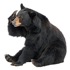 Fototapeta premium Curious black bear sits thoughtfully, paw raised to forehead, contemplating nature's mysteries. 