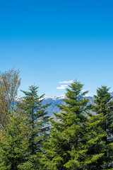 Fir forest in the Alps with mountains and clear blue skies from Cardada Cimetta, Switzerland. Copy space