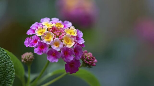 A stunning macro shot captures a vibrant cluster of tiny, multicolored blossoms, showcasing an exquisite blend of pink, purple, and yellow petals. The intricate details of the flower cluster are in sh