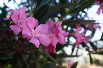 Close-Up of Vibrant Pink Oleander Flower in Full Bloom. Floral background for publication, poster, screensaver, wallpaper, banner, cover, post. High quality photography