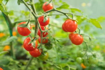 Red ripening cherry tomatoes on branch on the blurred green background for publication, design, poster, calendar, post, screensaver, wallpaper, postcard, banner, cover, website. High quality photo