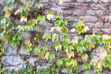 Boston Ivy Climbing Wall – Green and Yellow Parthenocissus Tricuspidata Leaves on Old Stone Brick Background, Autumn Garden Nature, Decorative Creeper Plant Photography