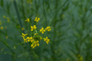 Bright Yellow Mustard Flowers Blooming in Green Field Close-Up – Brassica Plant Blossoms in Vibrant Spring Nature with Soft Background
